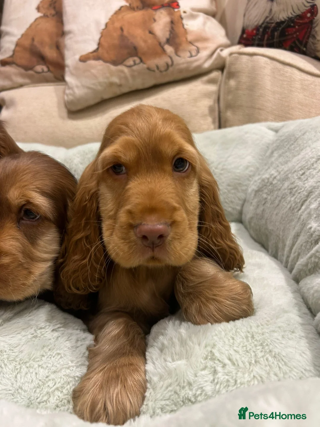 Cocker Spaniel dogs for sale: Stunning litter of KC registered show cockers  - Advert 2