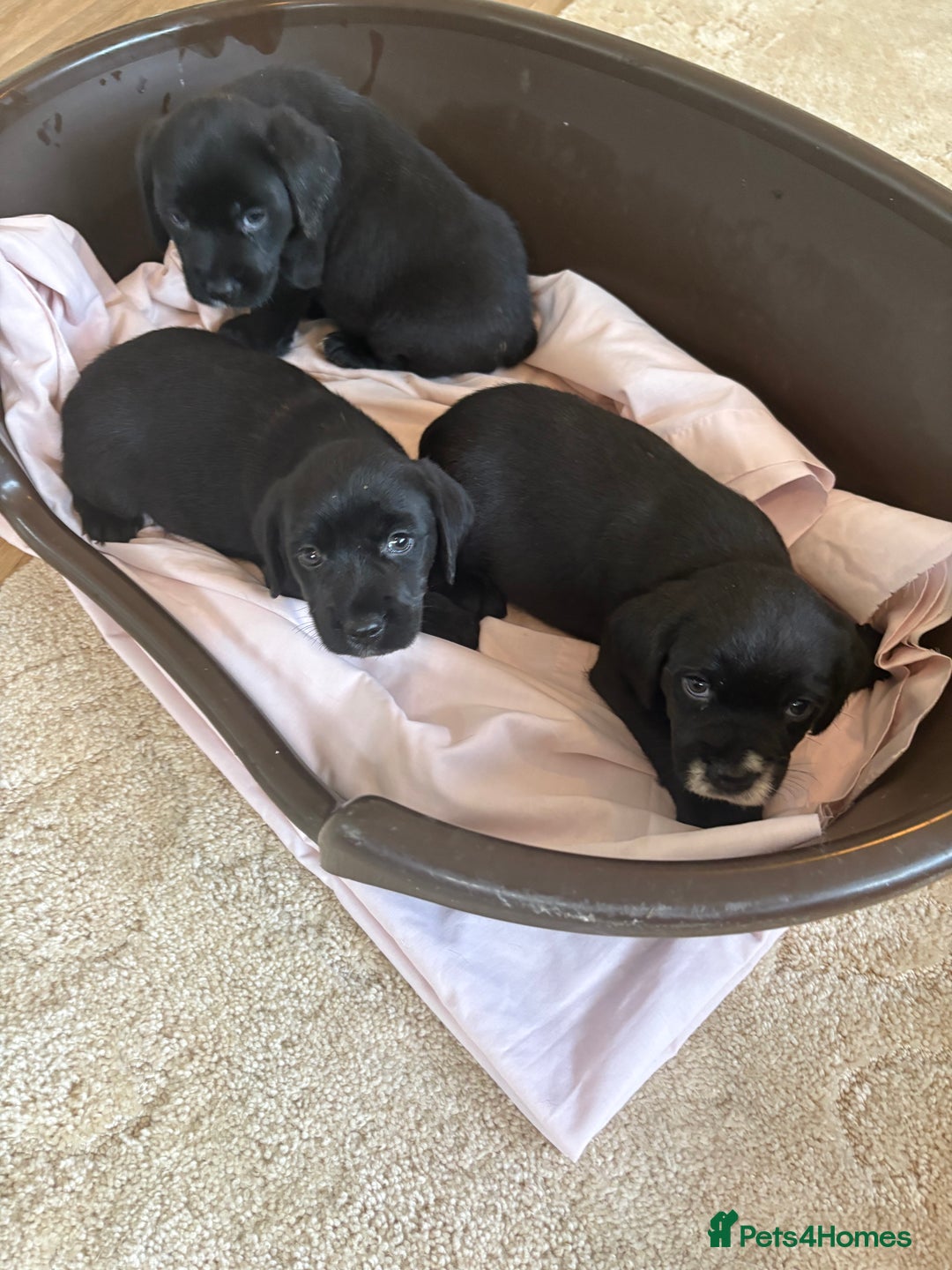 Mixed Breed dogs for sale: Cocker spaniel / border terrier  - Advert 3