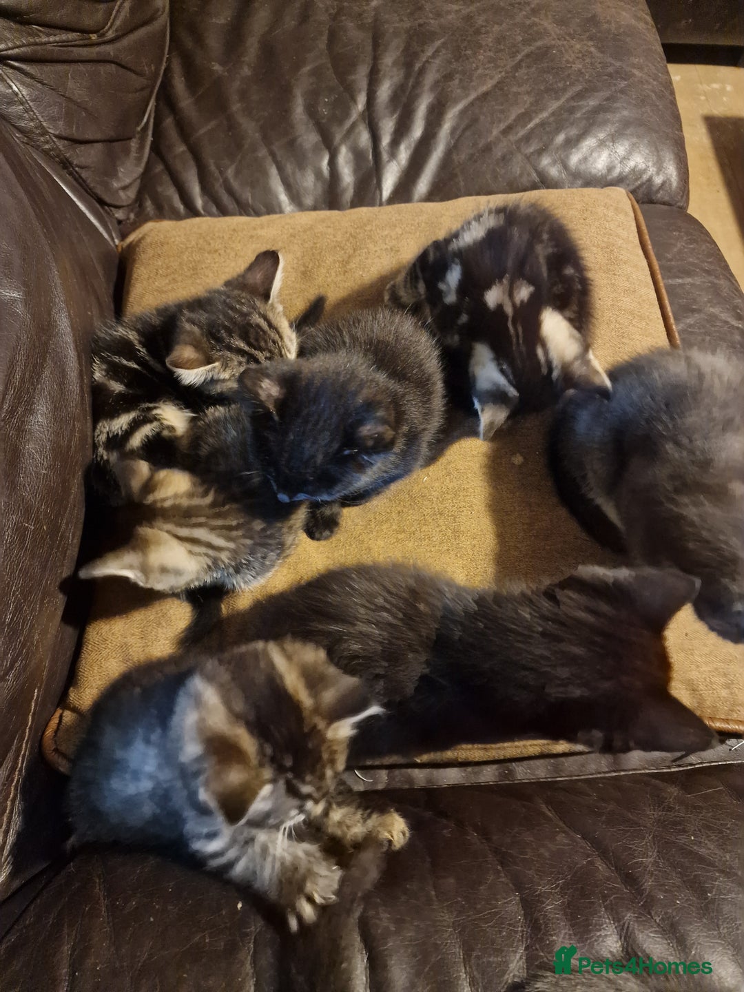 Mixed Breed cats for sale: Kittens looking for there forever homes  - Image 2