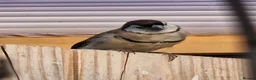 Finches birds for sale: Female Owl Finch rung - Advert 2
