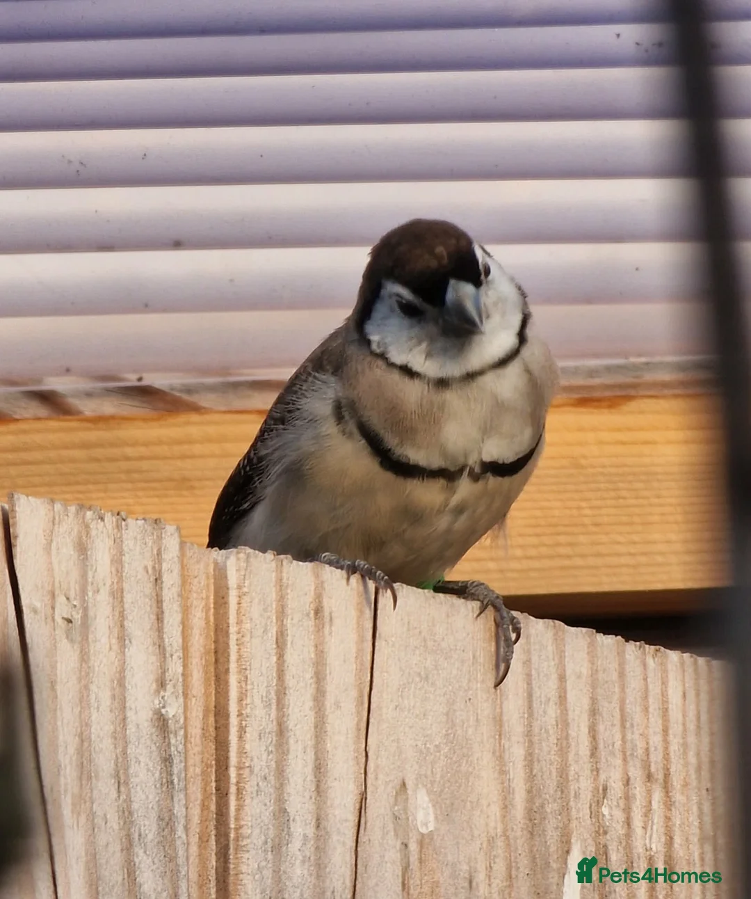 Finches birds for sale: Female Owl Finch rung - Advert 2