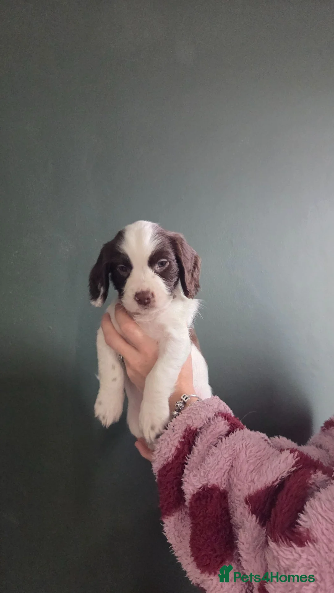 Sprocker dogs for sale: Sprocker girl pup - Advert 2