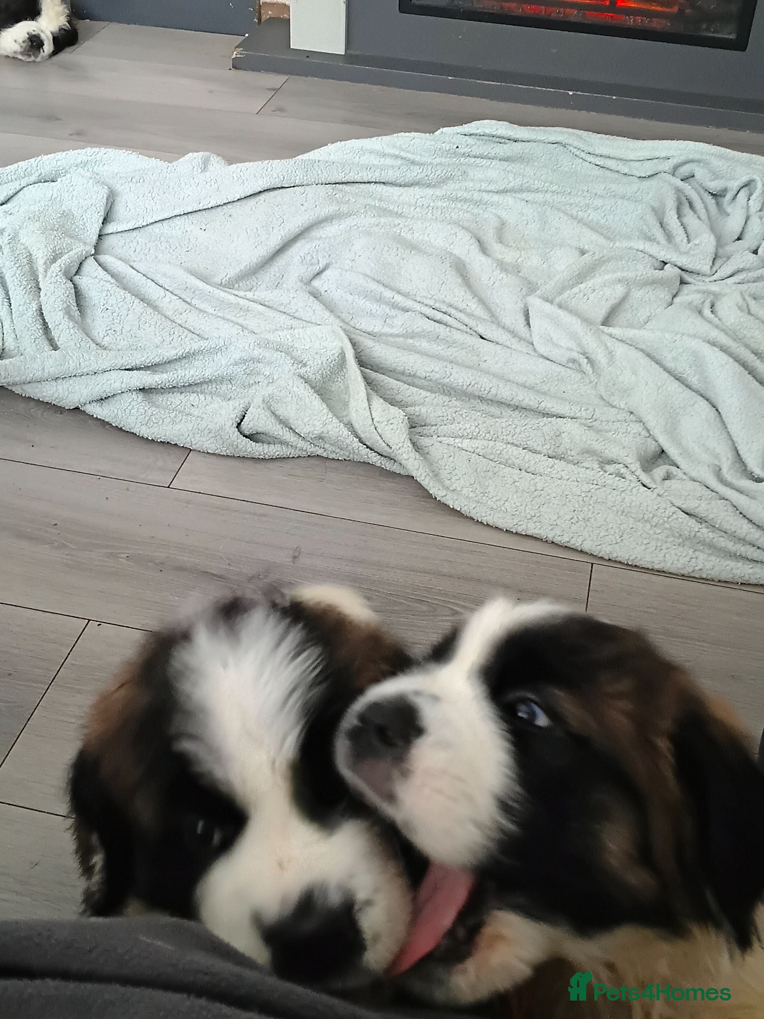 Saint Bernard dogs St Bernard kc registered puppies - Advert 2