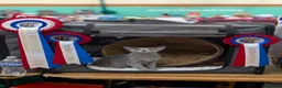 Russian Blue cats for sale: Stunning Full Pedigree Russian Blue  - Advert 3