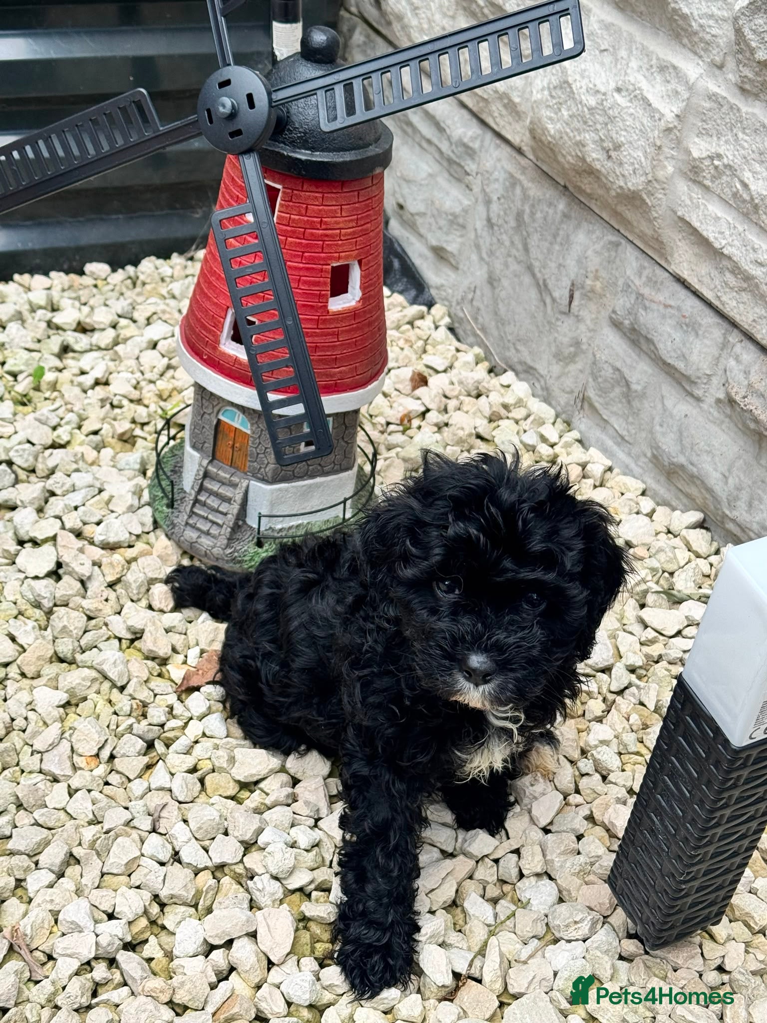 Cavapoo dogs F1 Cavapoos, extensively health tested parents  - Advert 2