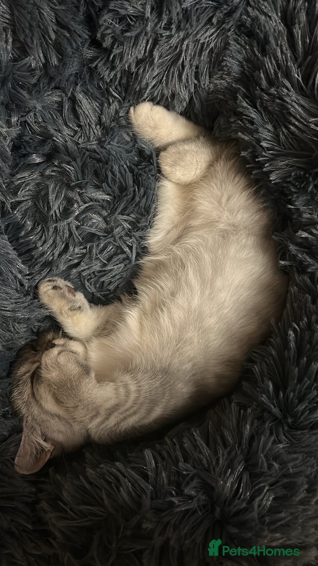 British Shorthair cats for sale: British shorthair kitten - Image 2