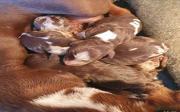 Miniature Dachshund dogs for sale: Miniature Dutch hound - Image 11