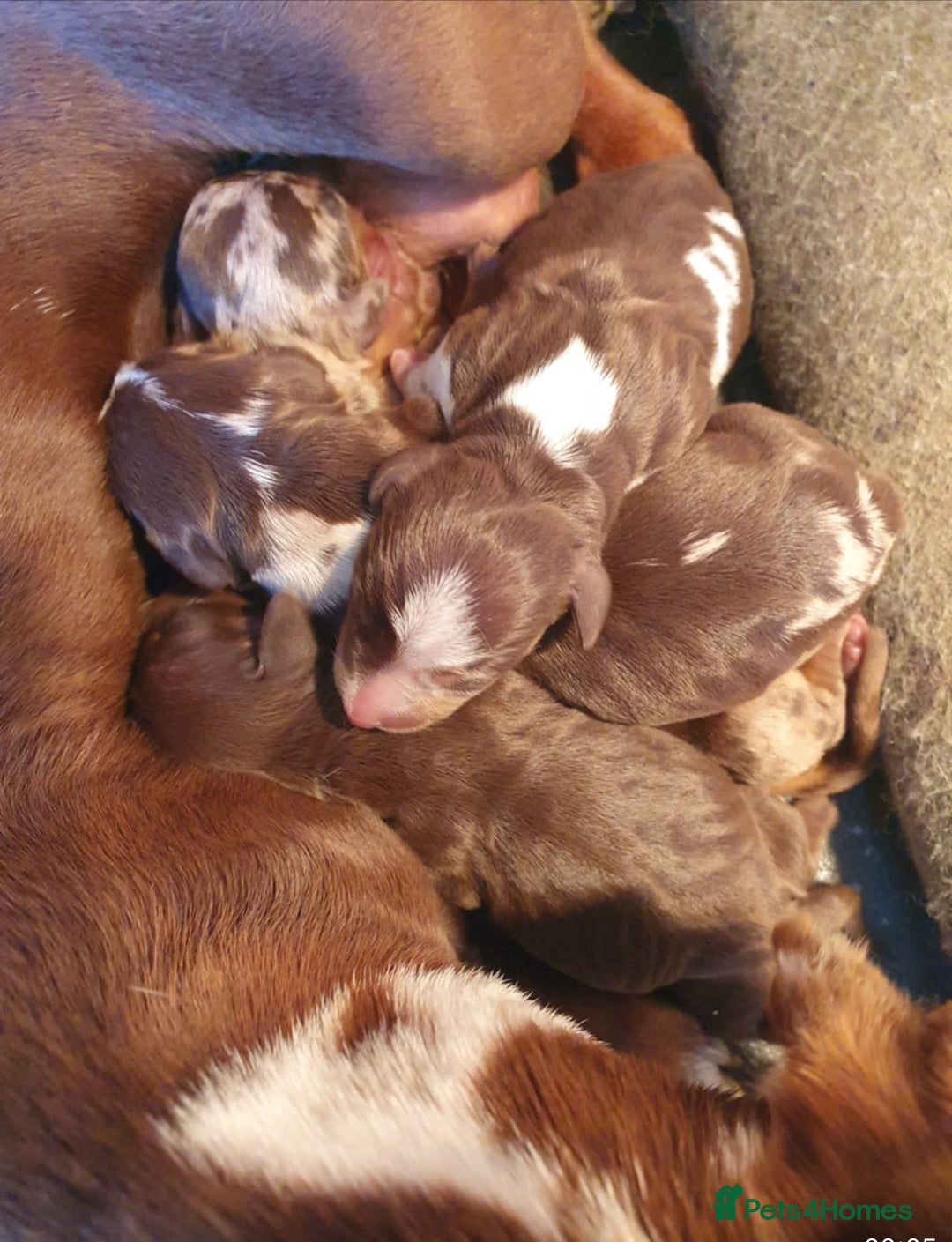 Miniature Dachshund dogs for sale: Miniature Dutch hound - Image 11