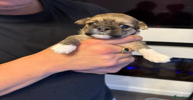 Lhasa Apso dogs - Advert 3