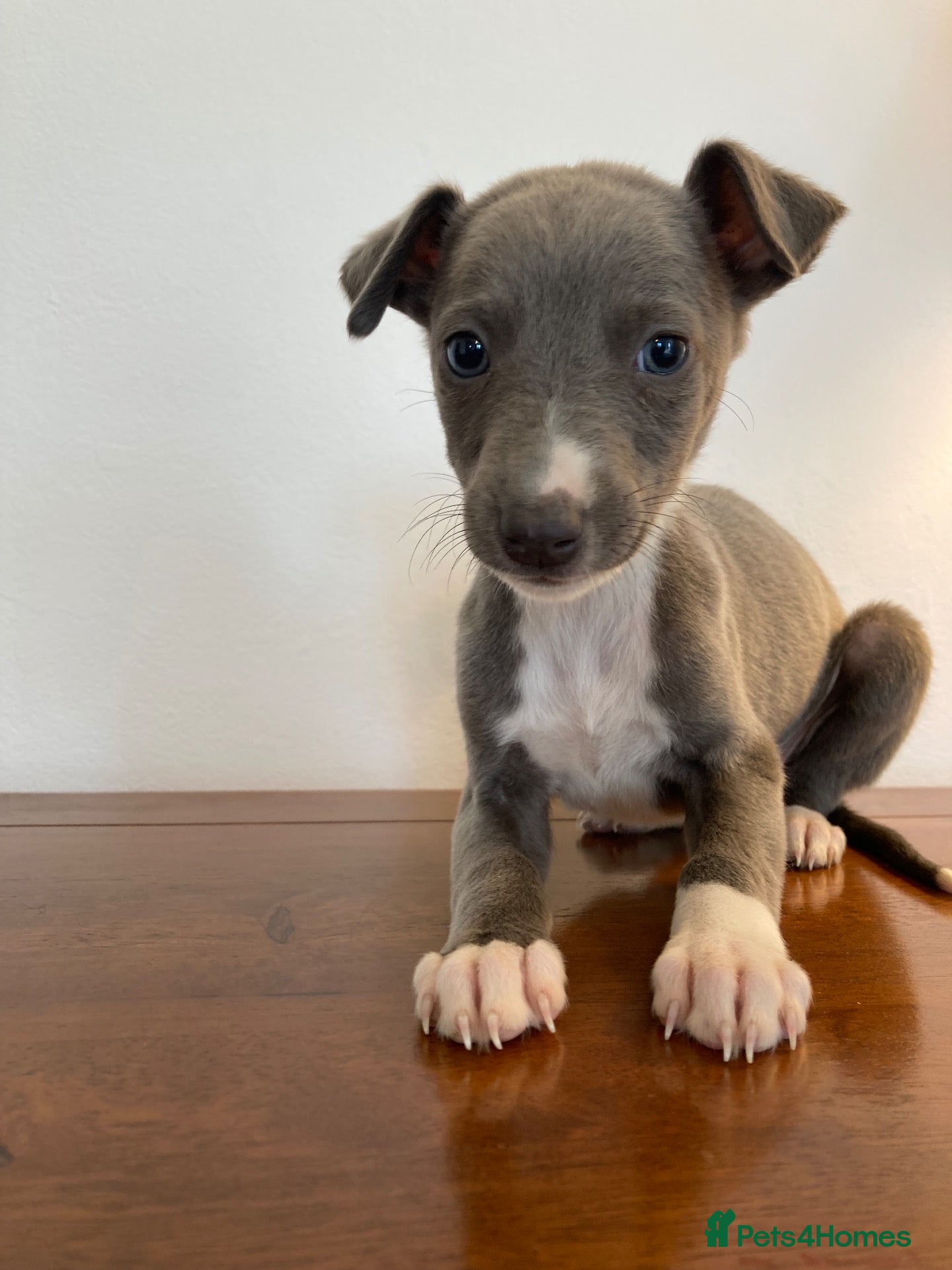 Whippet dogs Whippet puppies  - Advert 1