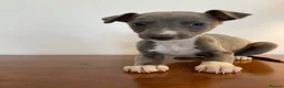 Whippet dogs for sale: Whippet puppies READY TO GO NOW  - Advert 1
