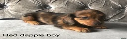 Miniature Dachshund dogs for sale: Miniature long haired dachshund puppies - Advert 2