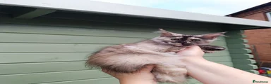Maine Coon 2
