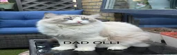 Ragdoll cats for sale: F1 100 % PURE FIFE REGISTRATION RAGDOLL KITTENS - Advert 23