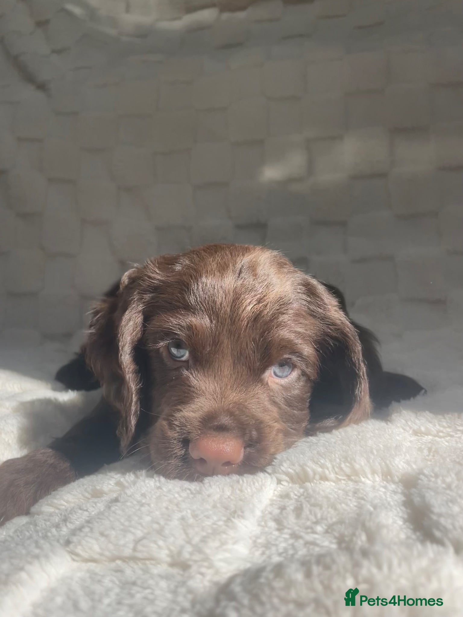 Cocker Spaniel dogs Stunning blue eyed working cocker spaniels KC/HT - Advert 1