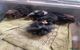 Guinea Pig rodents for sale: Male guinea pigs  - Image 6