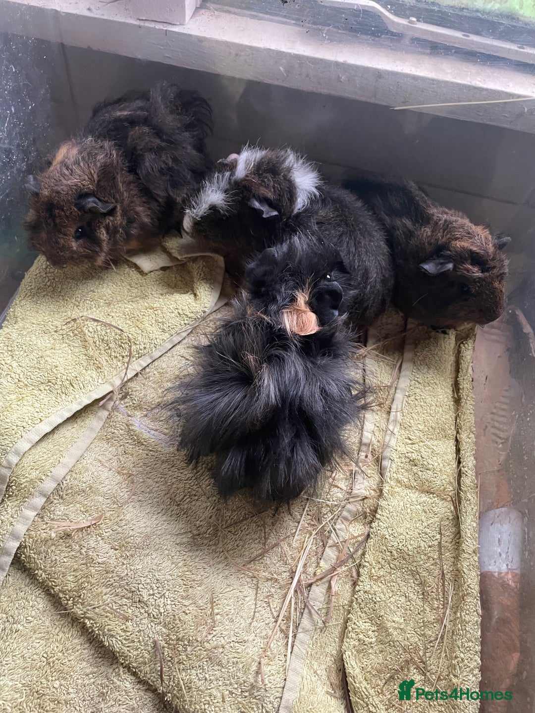 Guinea Pig rodents for sale: Male guinea pigs  - Image 6