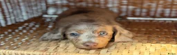 Miniature Dachshund dogs for sale: KC STUNNING COLOURED BLUE EYED SMOOTH & LONG COATS - Advert 30