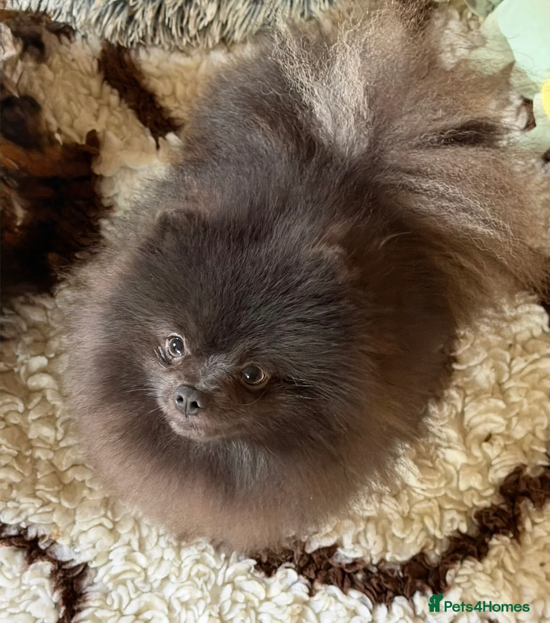 Pomeranian dogs for stud: Outstanding rare blue teddy 🧸💎 - Advert 6