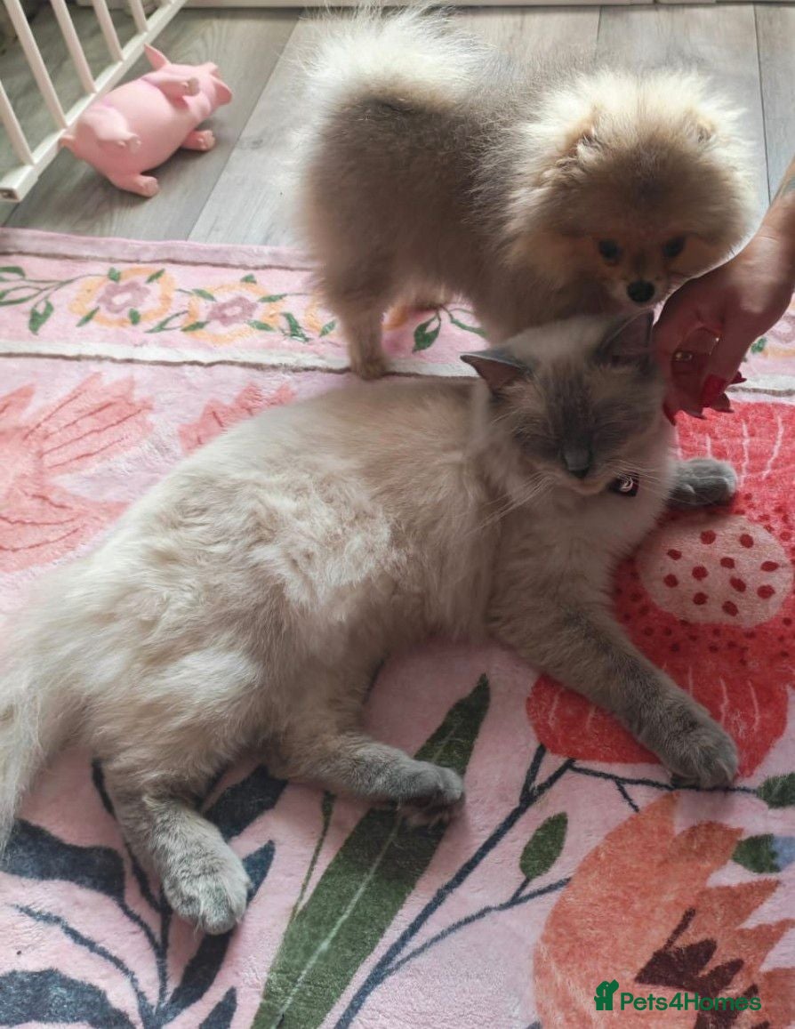 Ragdoll cats 🐾Beautiful Blue Ragdoll Looking for a Loving Home - Advert 2