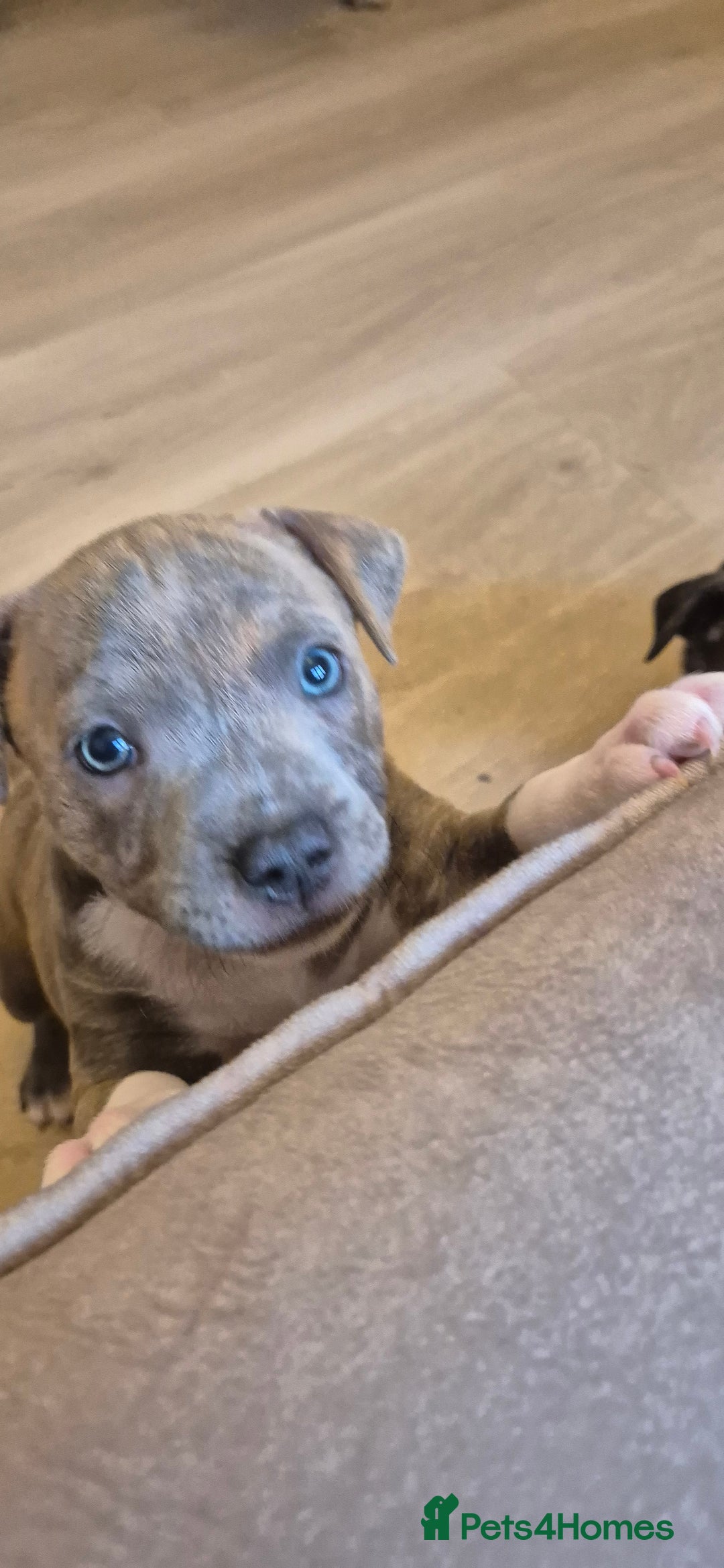 Staffordshire Bull Terrier dogs for sale: 4 PUPPIES STILL AVAILABLE - Image 11