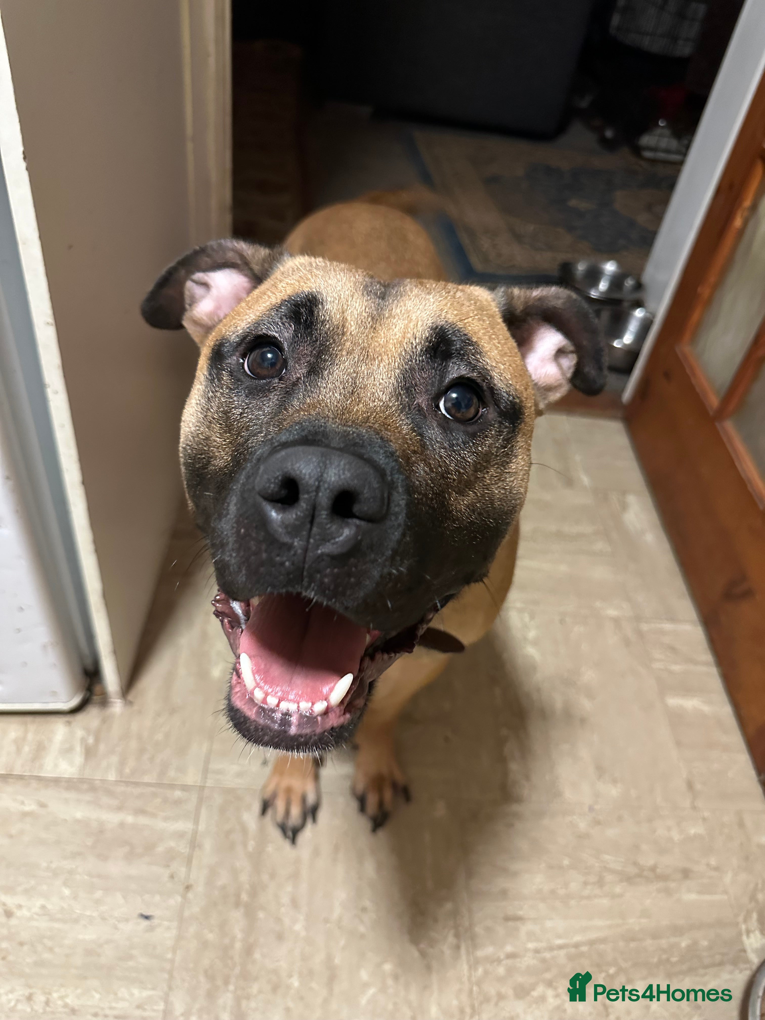 Mixed Breed dogs Dog For Sale  - Advert 1