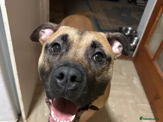 Mixed Breed dogs Dog For Sale - Advert 1