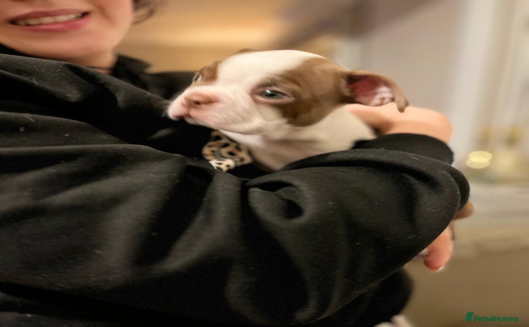Boston Terrier dogs Stunning Bostons *1 BEAUTIFUL GIRL REMAINING* - Advert 14