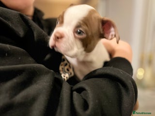 Boston Terrier dogs Stunning Bostons *1 BEAUTIFUL GIRL REMAINING* - Advert 12