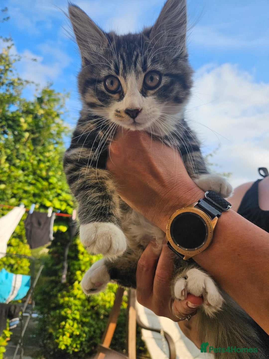Domestic Shorthair cats for sale: 2 kittens for sale £50 each - Image 2