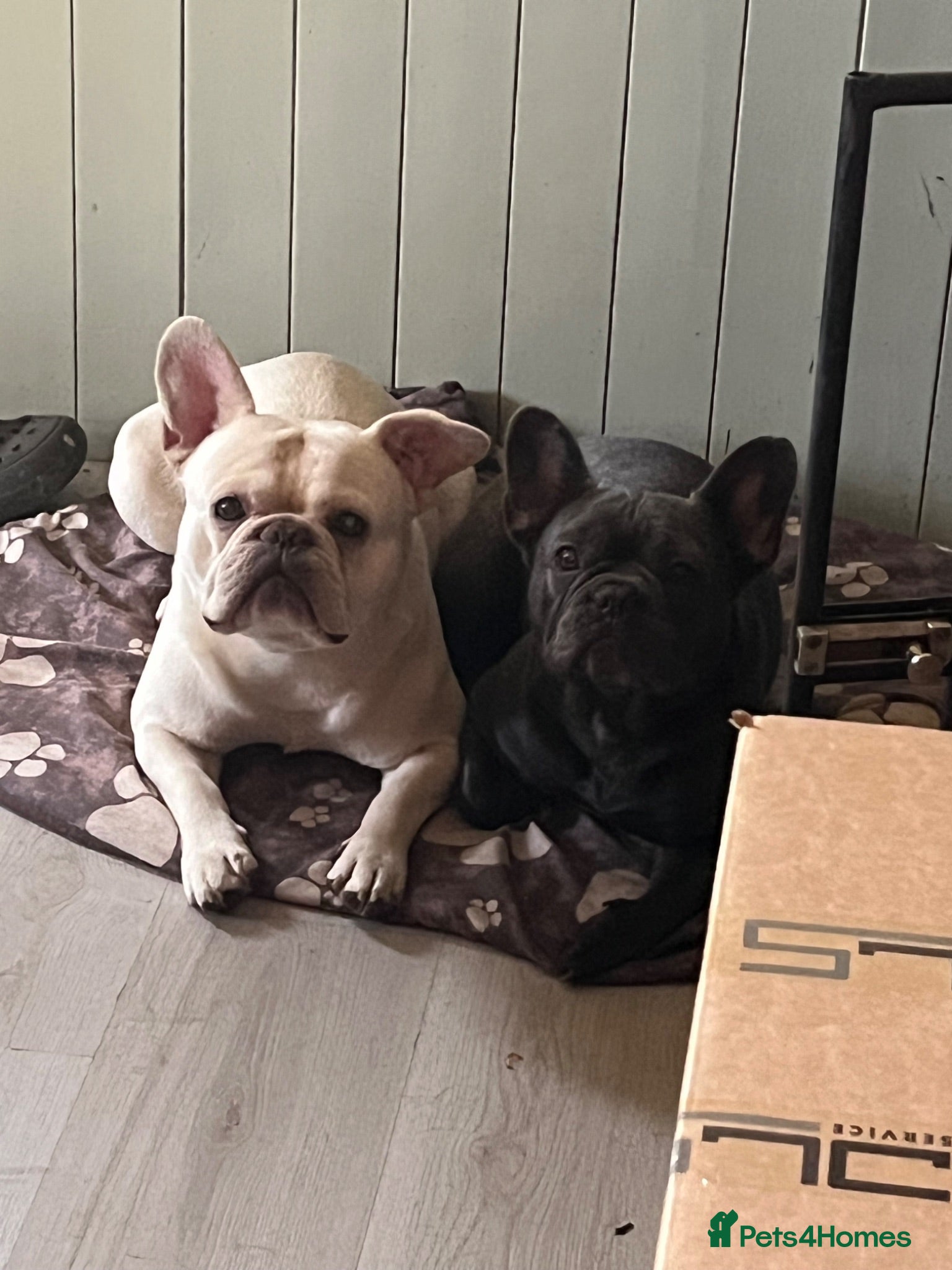 French Bulldog dogs Lovely french puppy (Ruby)  - Advert 16