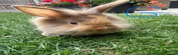 Lionhead rabbits for sale: Lionhead Rabbits for sale  - Advert 3