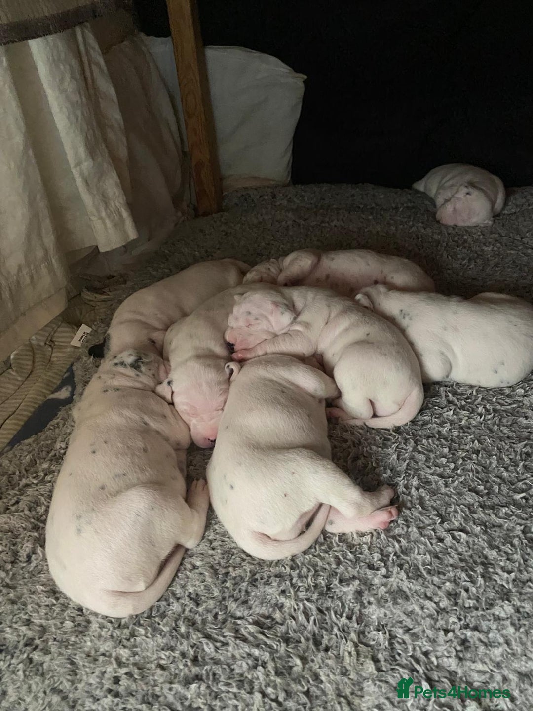 Dalmatian dogs for sale: Beautiful Dalmatian Puppies - Image 8