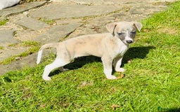 Whippet dogs for sale: SUPER KC Whippet puppies Show bred - Image 31