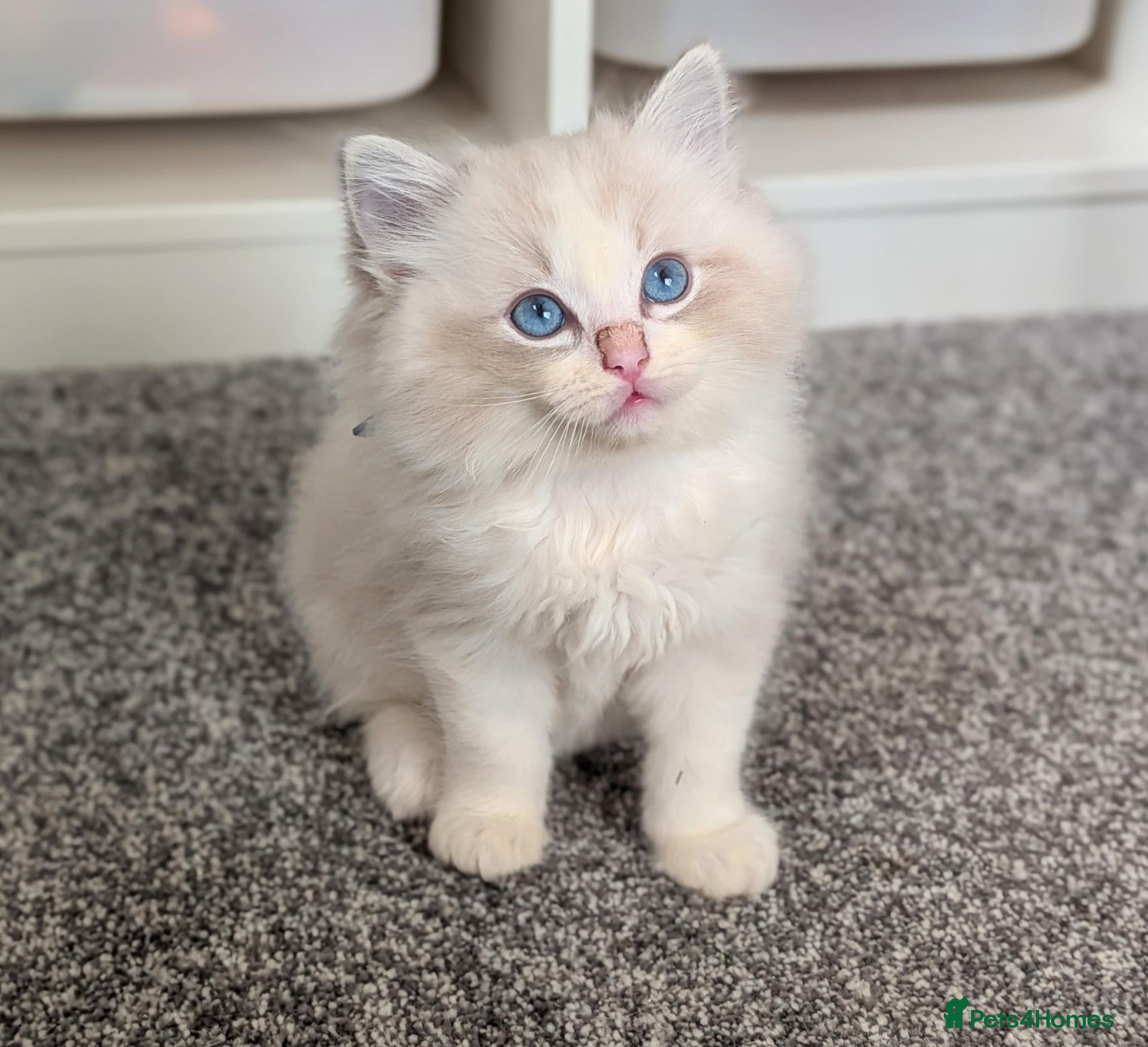 Ragdoll cats 🏆 GCCF Champion Ragdolls • Active Considered - Advert 2