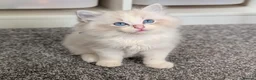 Ragdoll cats for sale: 🏆 GCCF Champion Ragdolls • Active Considered - Advert 5