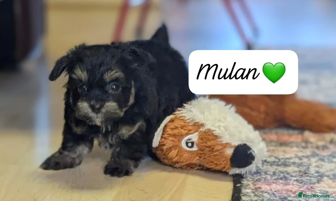 Chipoo dogs for sale: Chipoo Puppies - Advert 17