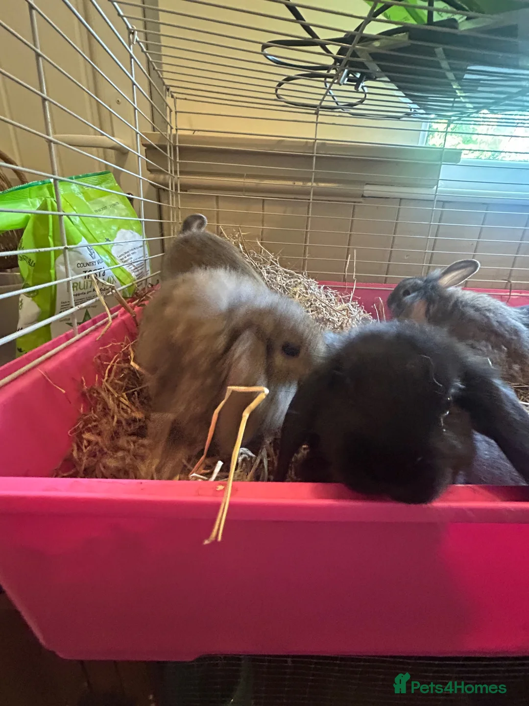 Mixed Breed rabbits for sale: Mixed breed rabbits in Durham - Advert 2