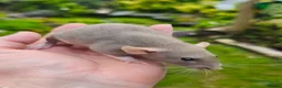Rat rodents for sale: Beautiful blue and mink Dumbo rats - Advert 15
