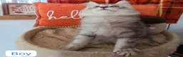 Maine Coon cats for sale: BEAUTIFUL MAINE COON KITTENS, POLY AND NON POLY  - Advert 10