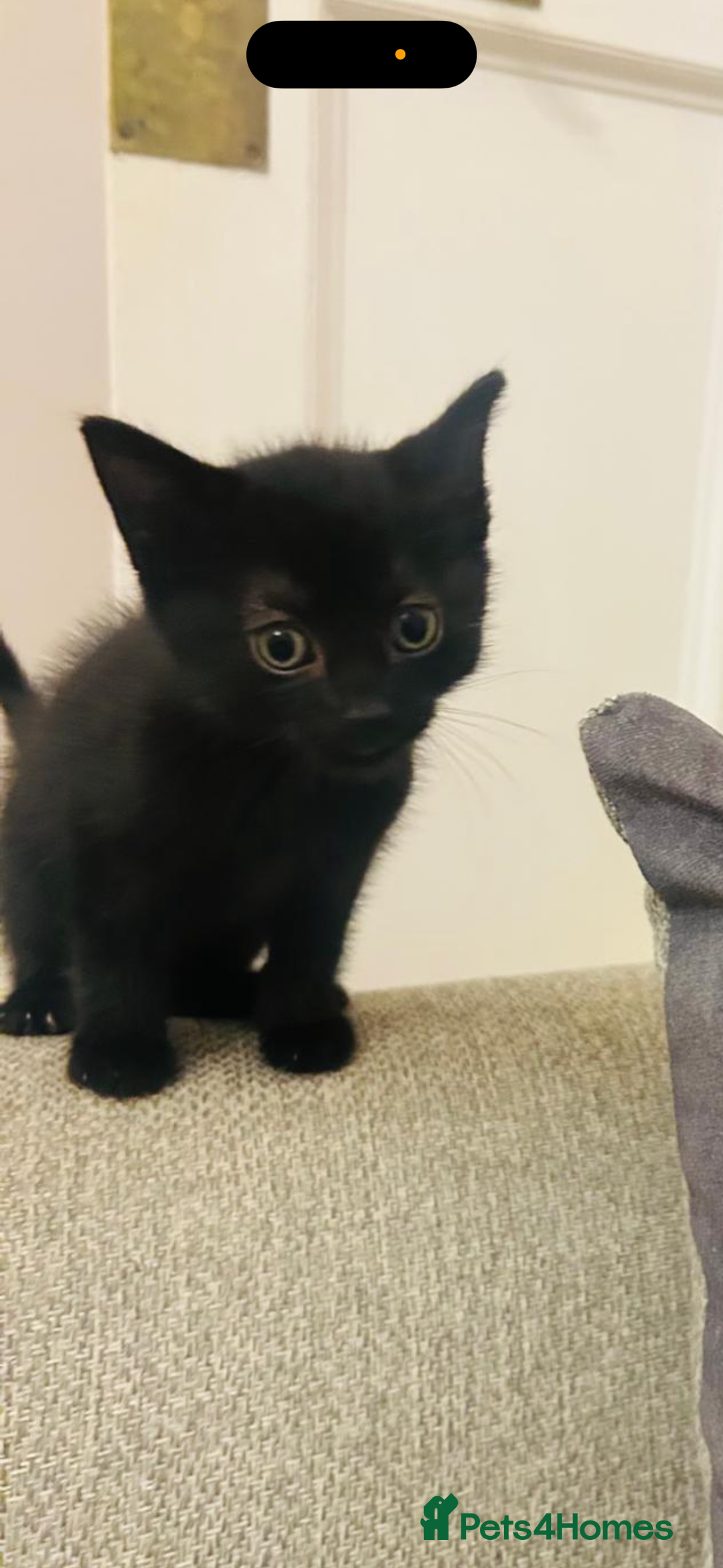 Domestic Shorthair cats for sale: Male black domestic shorthair  - Advert 1