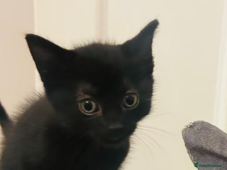Domestic Shorthair cats Male black domestic shorthair - Advert 1