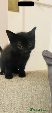 Domestic Shorthair cats Male black domestic shorthair - Advert 3