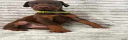 Dobermann dogs for sale: EuropeanDobermanPuppies - Advert 20