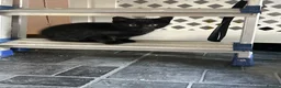 Domestic Shorthair cats for sale: 2 beautiful black boys for sale in Plymouth - Advert 2