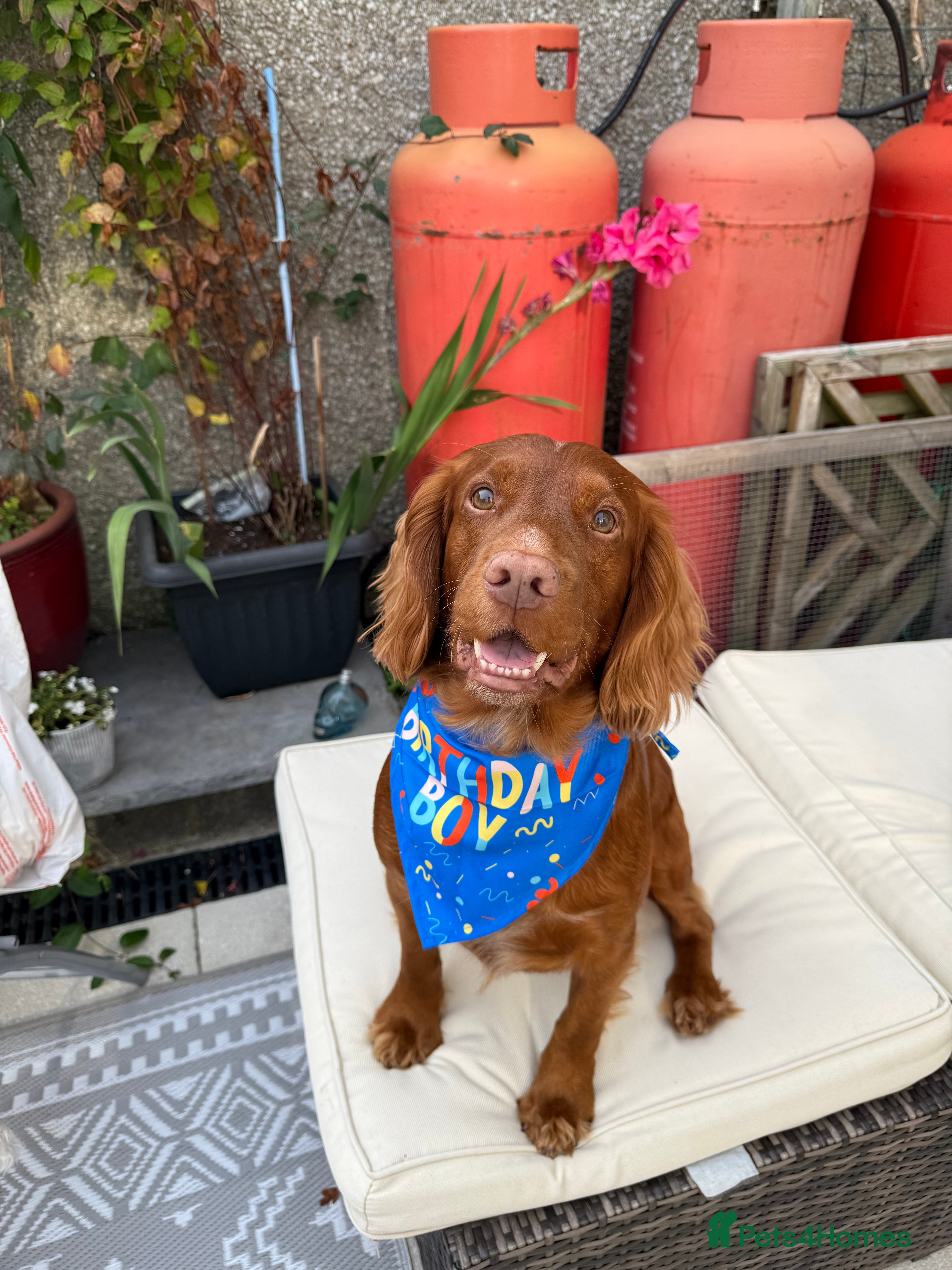 Cocker Spaniel dogs KC Registered Red Working Cocker Spaniel Stud - Advert 19