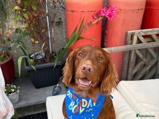 Cocker Spaniel dogs - Advert 6