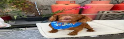 Cocker Spaniel dogs for stud: KC Registered Red Working Cocker Spaniel Stud - Advert 1