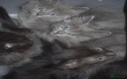 Mixed Breed cats for sale: Ragdoll x kittens for sale - Image 10