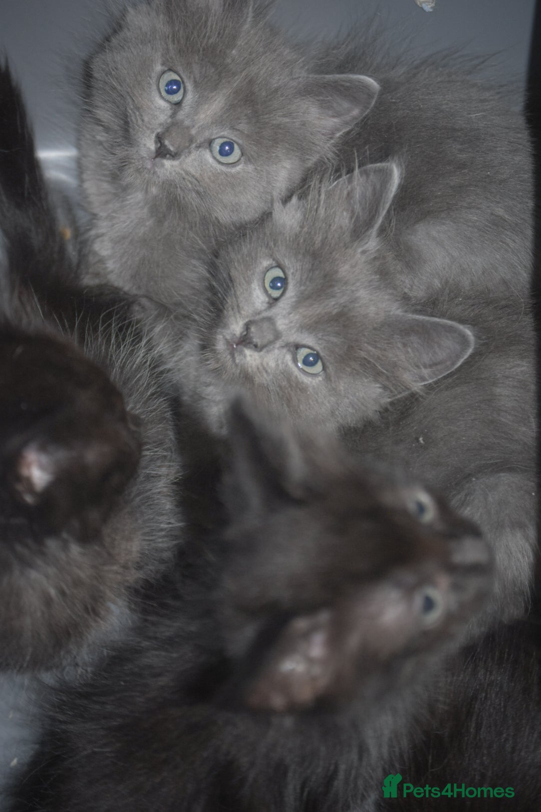 Mixed Breed cats for sale: Ragdoll x kittens for sale - Image 10